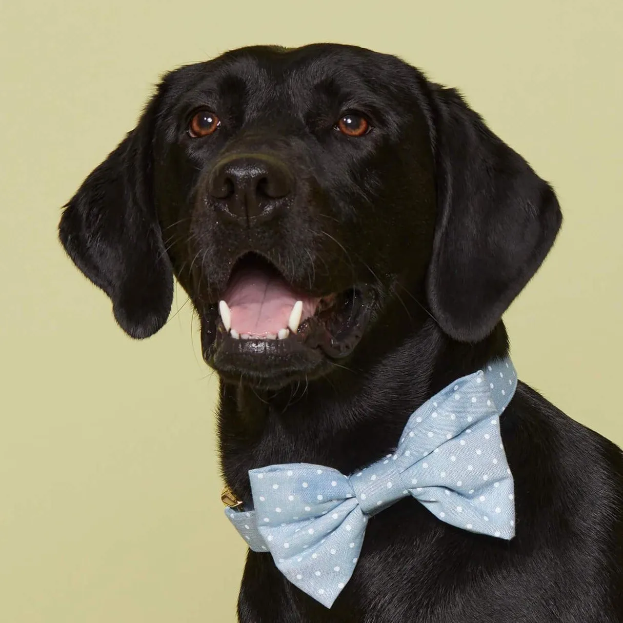 Chambray Dots Dog Bow Tie