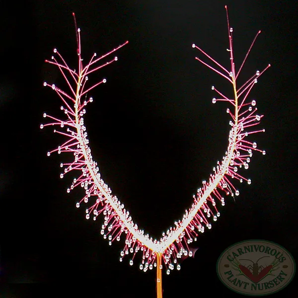 Drosera binata