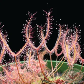 Drosera binata