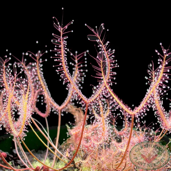 Drosera binata