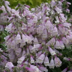 Hairy Beardtongue - Penstemon hirsutus