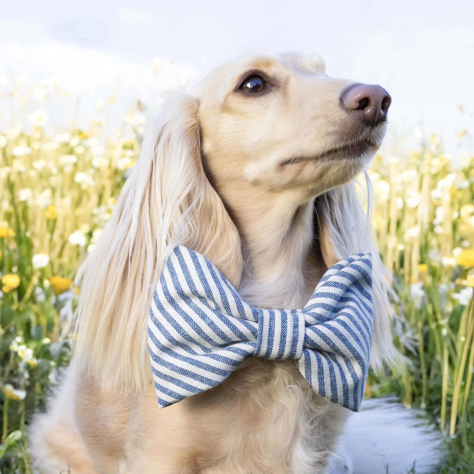 Lake Blue Stripe Dog Bow Tie