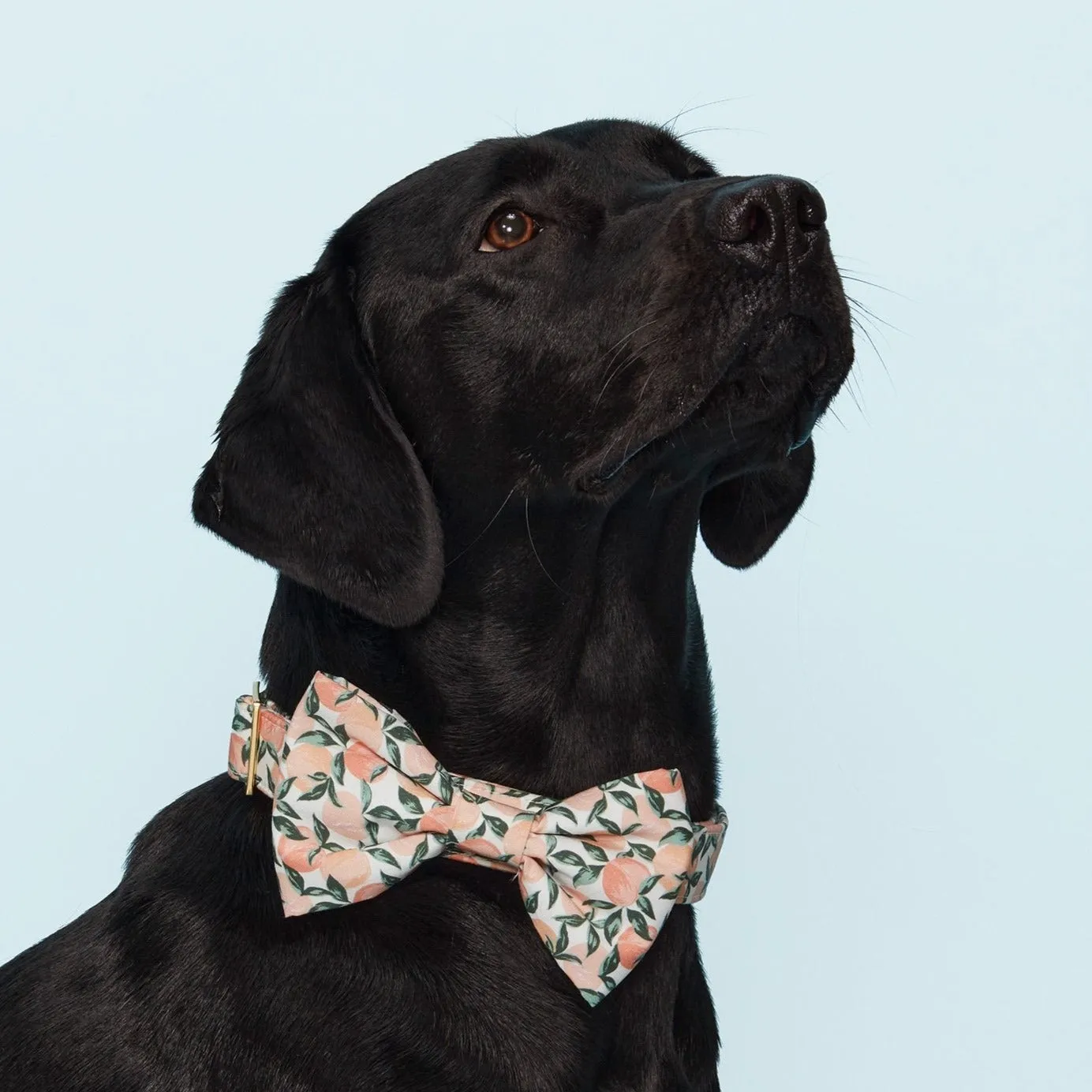 Peaches and Cream Dog Bow Tie