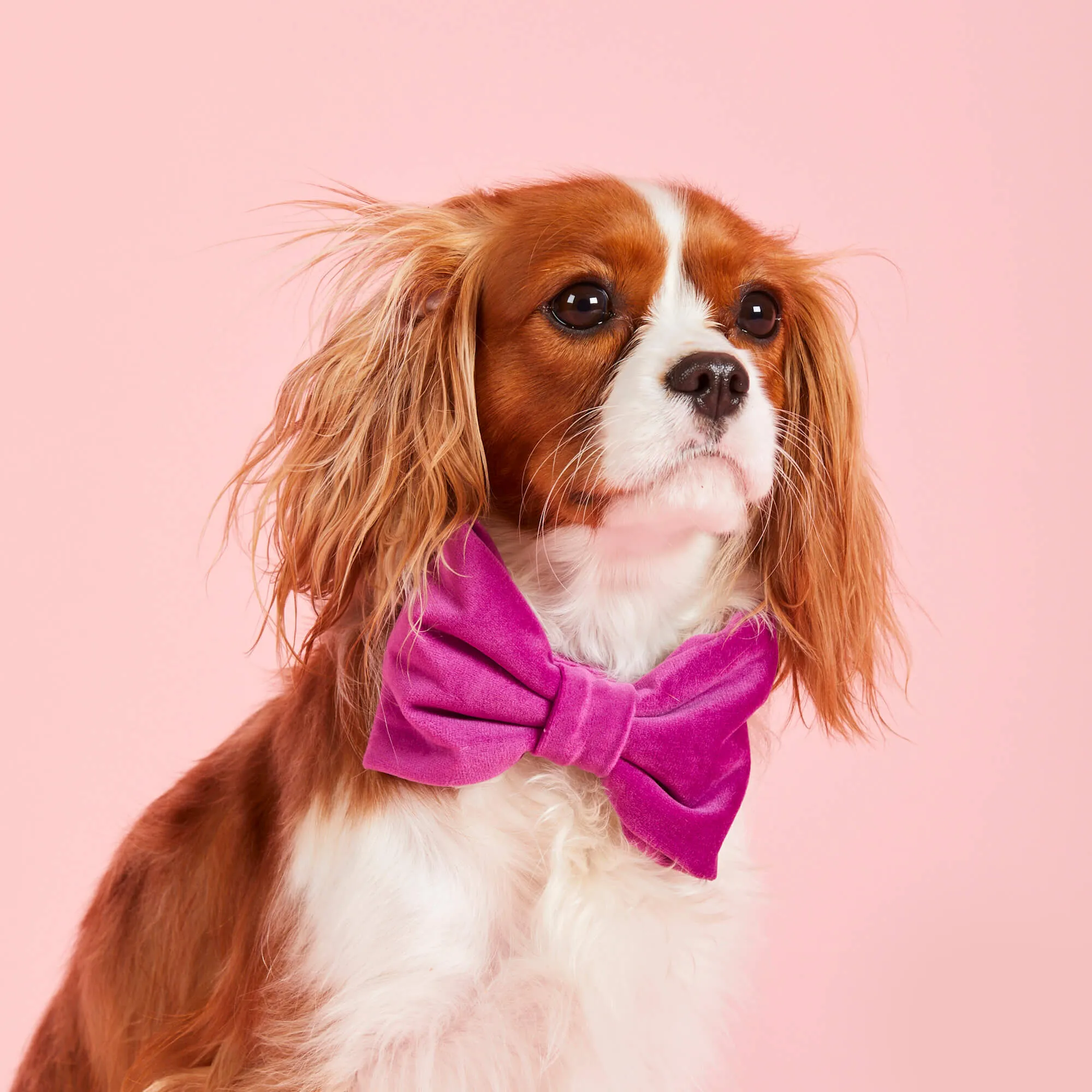 Plum Velvet Dog Bow Tie