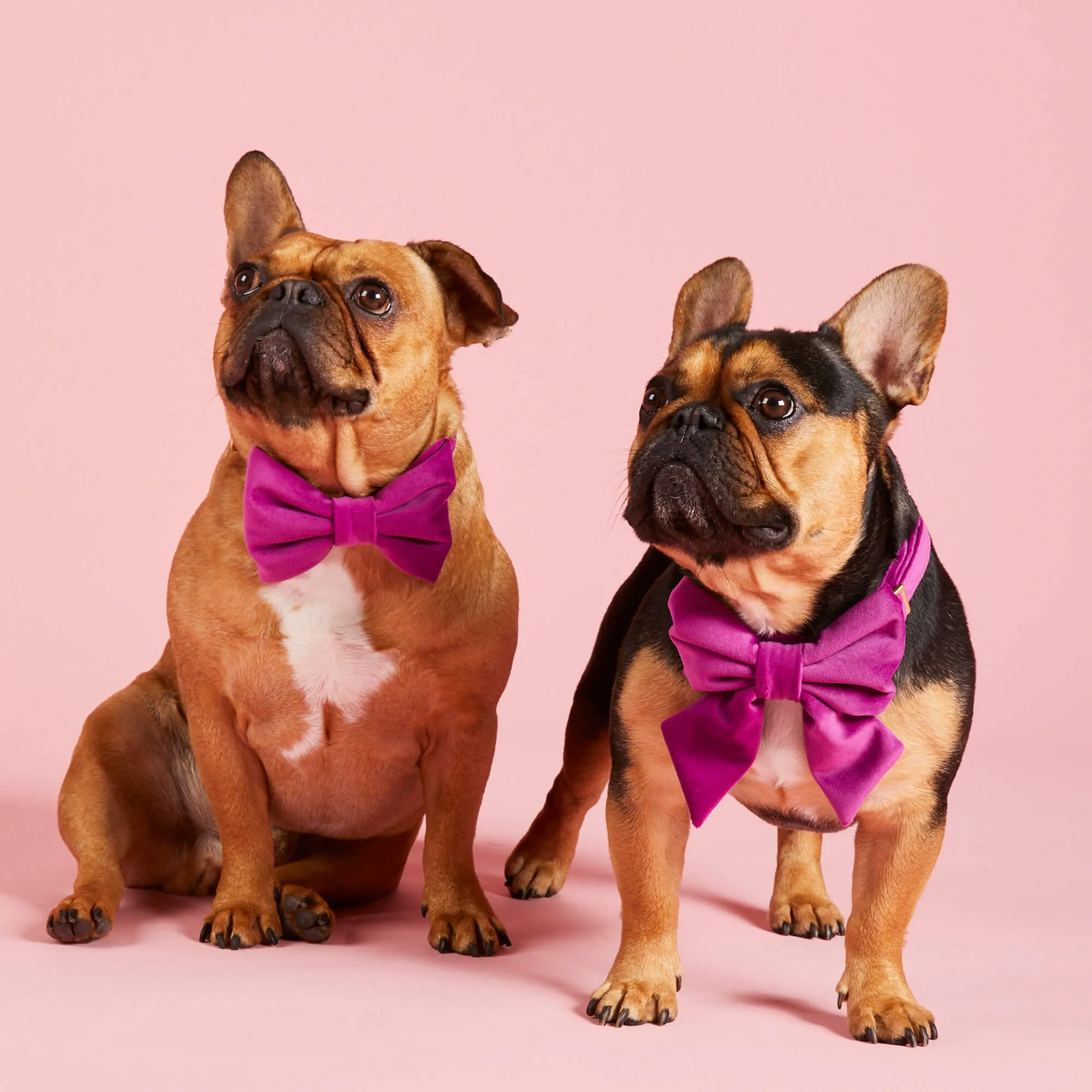 Plum Velvet Dog Bow Tie