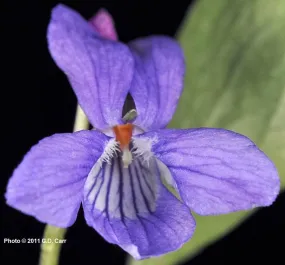 Violet - bundle of 5 plants (band pots)